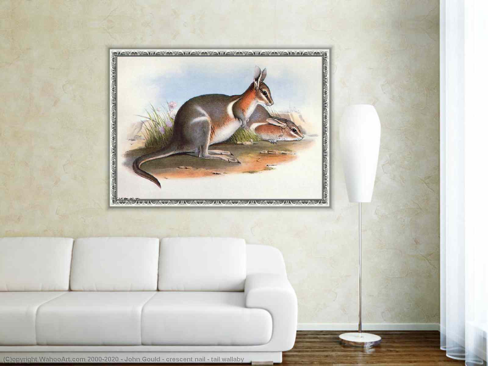 EXTINCT The crescent nail-tail wallaby, also known as the worong  (Onychogalea lunata), was a small species of marsupial that grazed on  grasses in the scrub and woodlands of southwestern and central Australia.